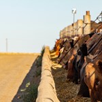 cattle at bunk